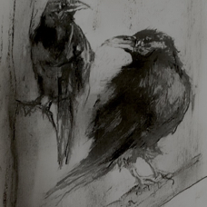 Ravens